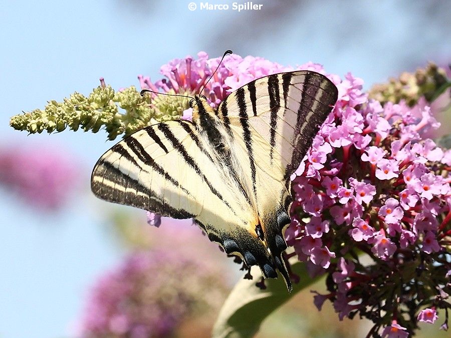 Iphiclides podalirius